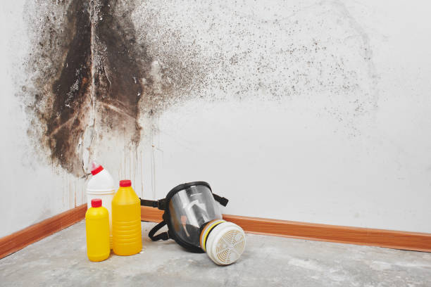 Best Mold Testing  in Bull Run, VA