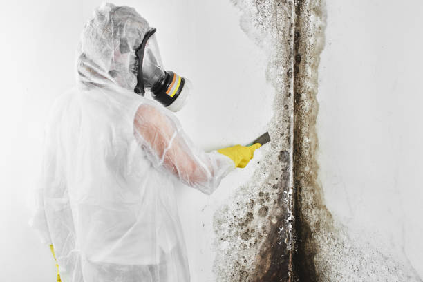 Best Emergency Mold Removal  in Bull Run, VA