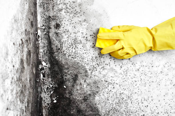 Best Black Mold Removal  in Bull Run, VA