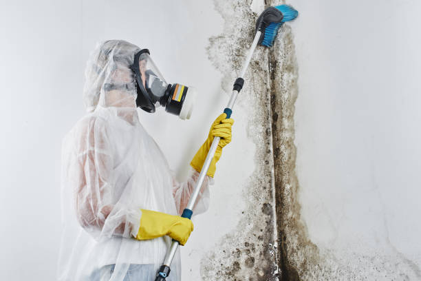 Best Same-Day Mold Removal  in Bull Run, VA