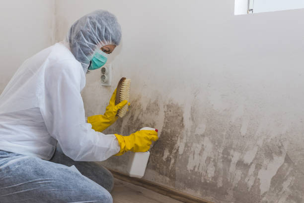 Best Crawl Space Mold Removal  in Bull Run, VA