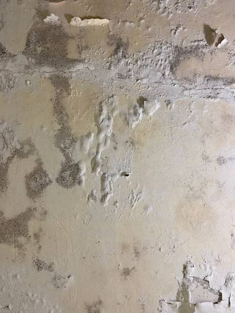Best Best Mold Removal Companies  in Bull Run, VA