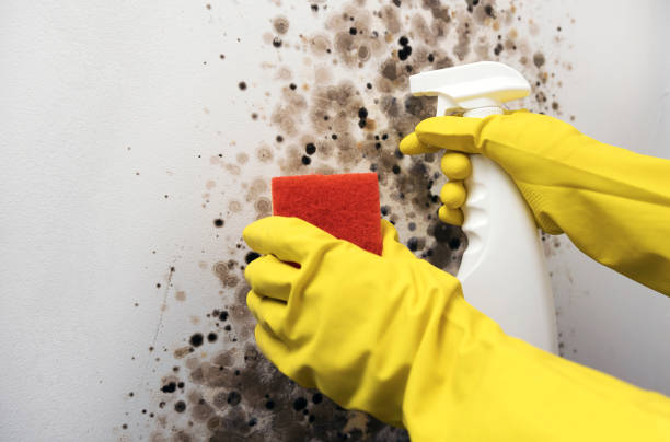 Best Mold Testing  in Bull Run, VA