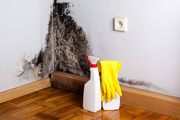 Attic Mold Removal in Bull Run, VA